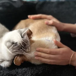 Claire en séance d'ostéopathie féline