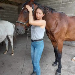 Claire pendant une séance d'ostéopathie crânienne sur un cheval à Saumur